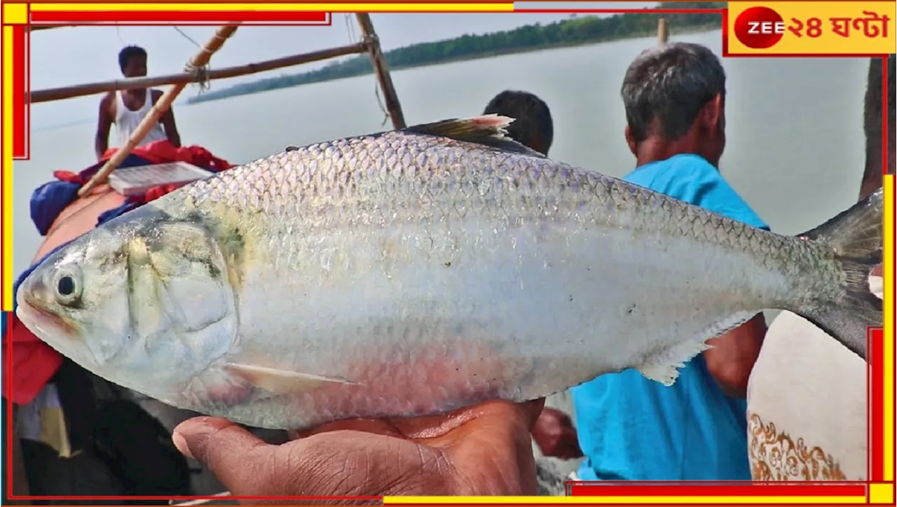 Hilsa Price Drop: ডানার দাপটে পদ্মা থেকে ঝাঁক ঝাঁক ইলিশ ঢুকল গঙ্গায়, একধাক্কায় দাম নামল ৫০ টাকায়...