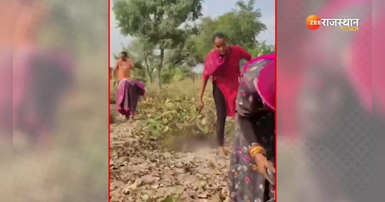 Viral Video: फसल की कटाई करने विदेश से आए मेहमान, गोरे-गोरे हाथों से चलाई हसिया