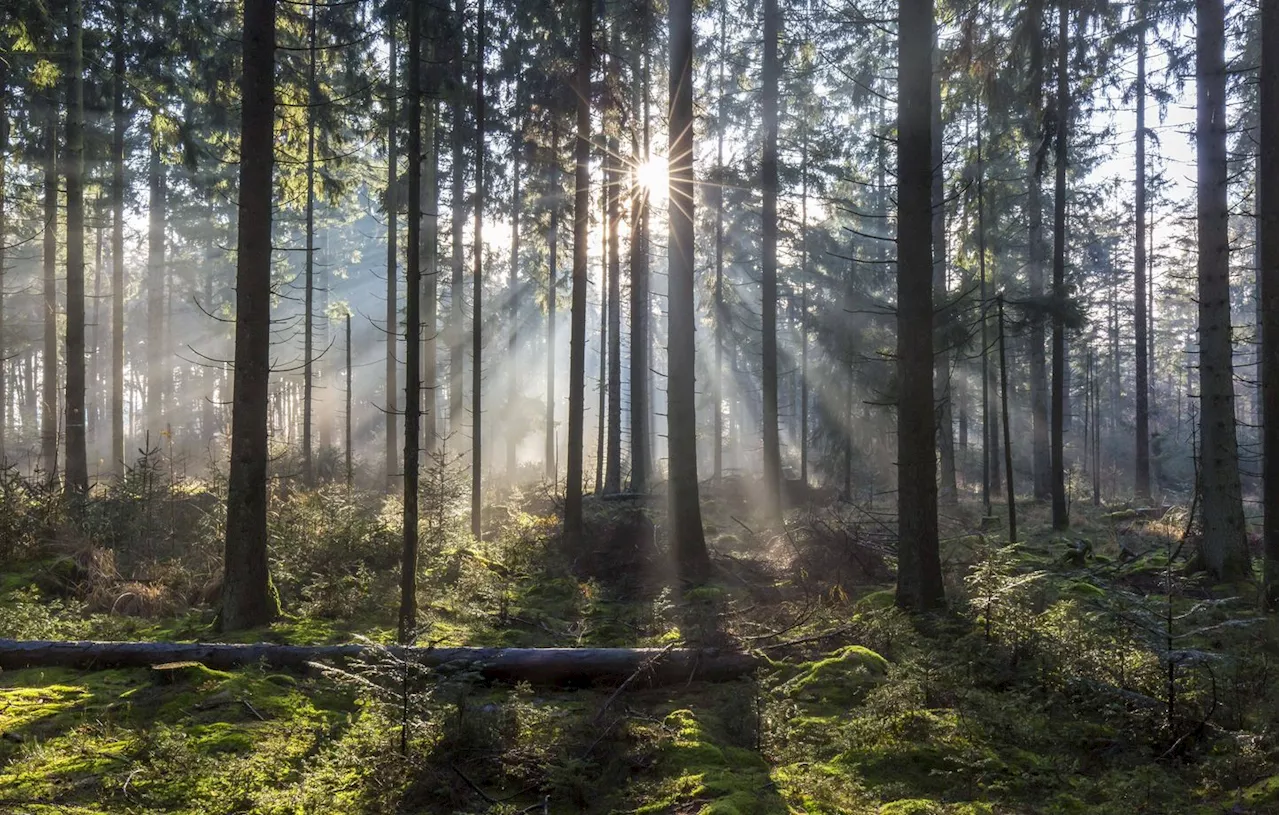 Haute-Vienne : Des randonneurs découvrent 9 hectares de forêt rasés à la Vialle