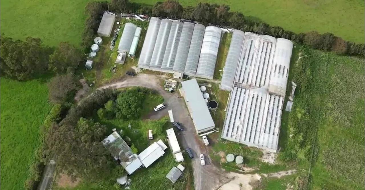 Five Vietnamese nationals charged over $26 million cannabis bust in Victoria