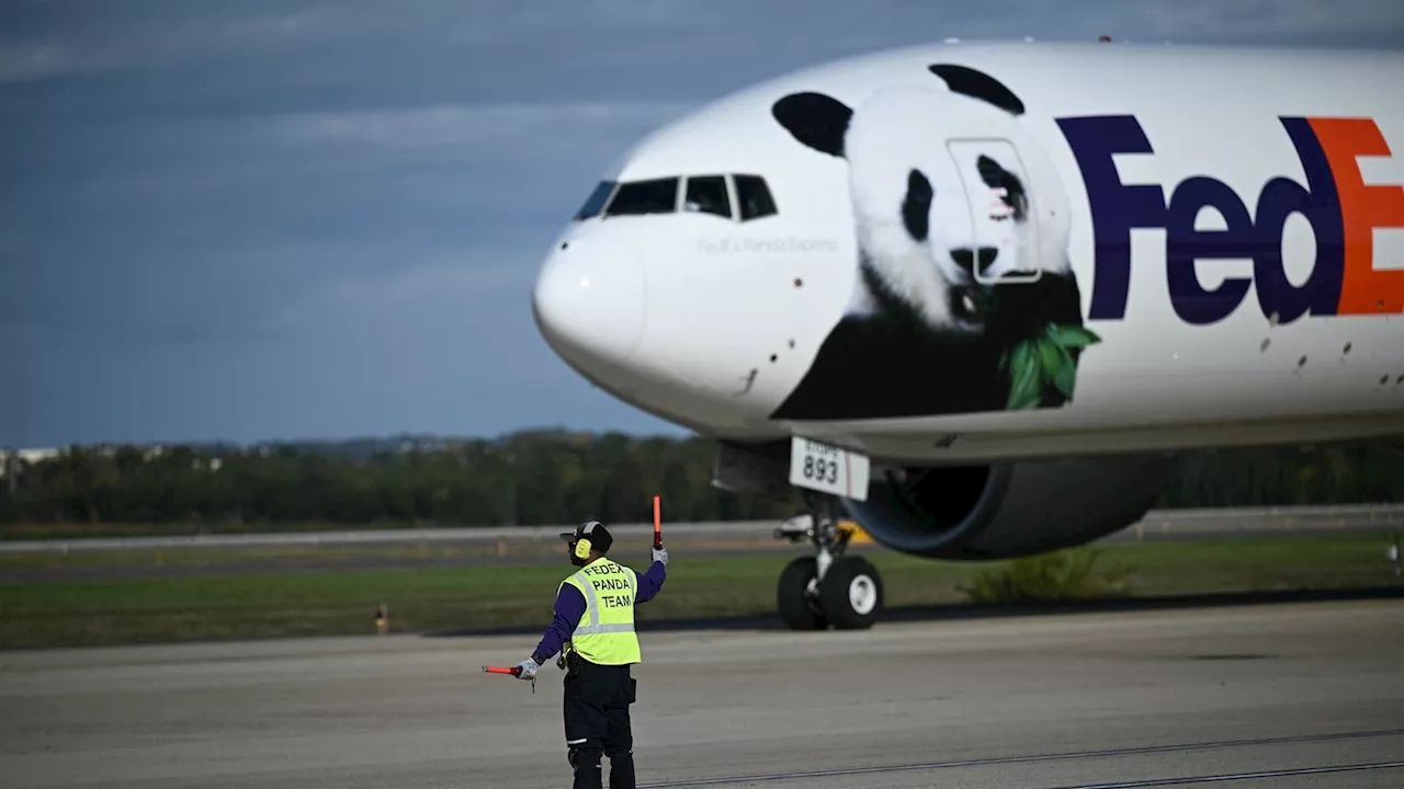 National Zoo shares new video of giant pandas from China in their new home