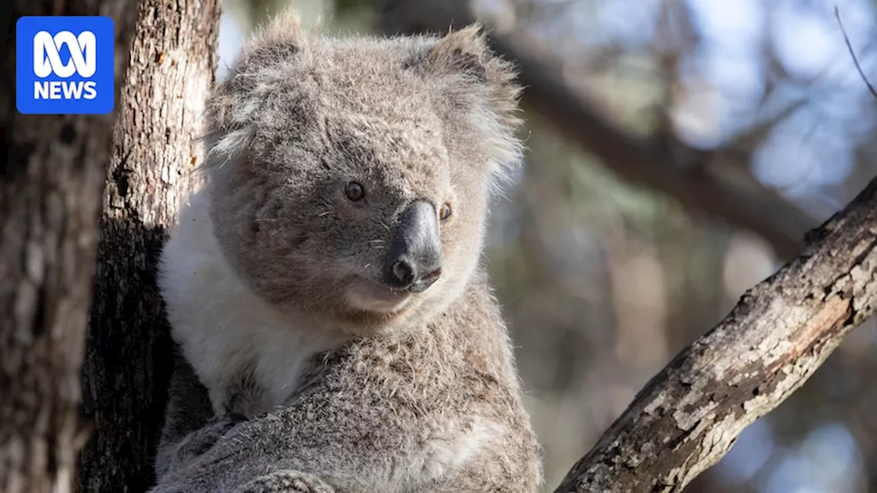 ACT has first confirmed wild koala sighting in three years in Canberra's far north