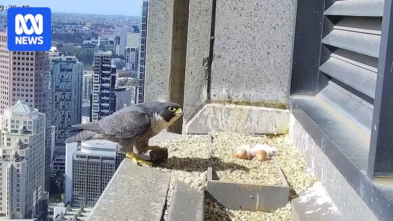 For cues on raising mature, competent kids, should parents be looking to Melbourne's peregrine falcons?