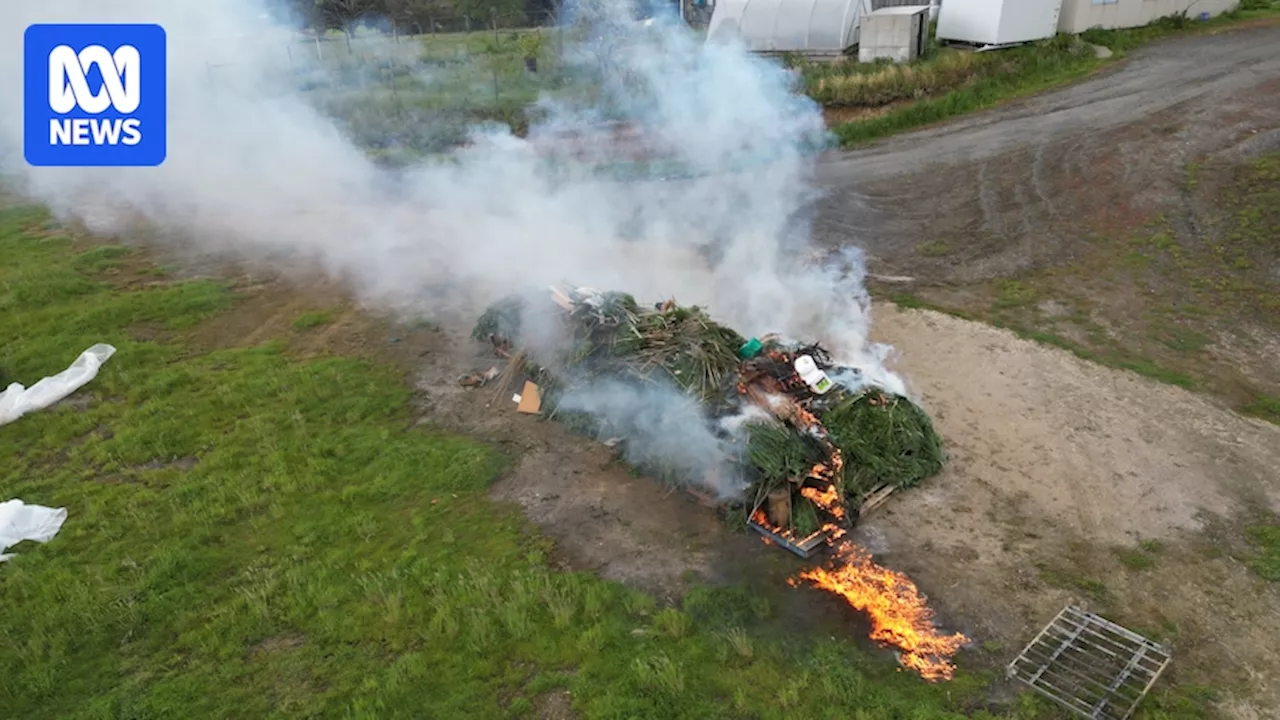 Illegal cannabis crop worth more than $26 million seized by police in Leongatha South