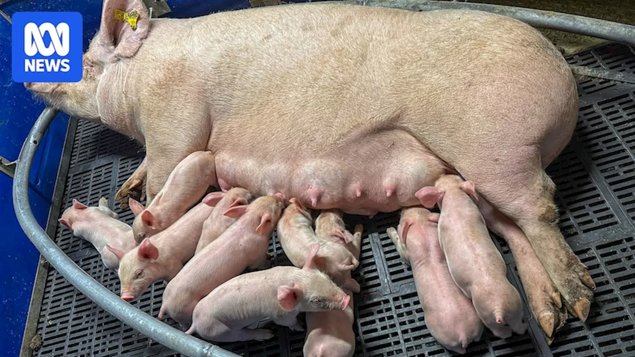 Pork producer invents alternative to farrowing crates for birthing pigs