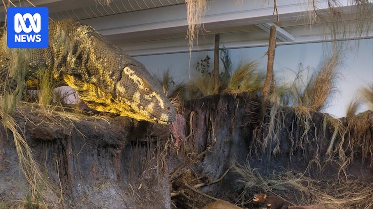 The giant lizard that terrified and fascinated a generation of Brisbane kids at the Queensland Museum