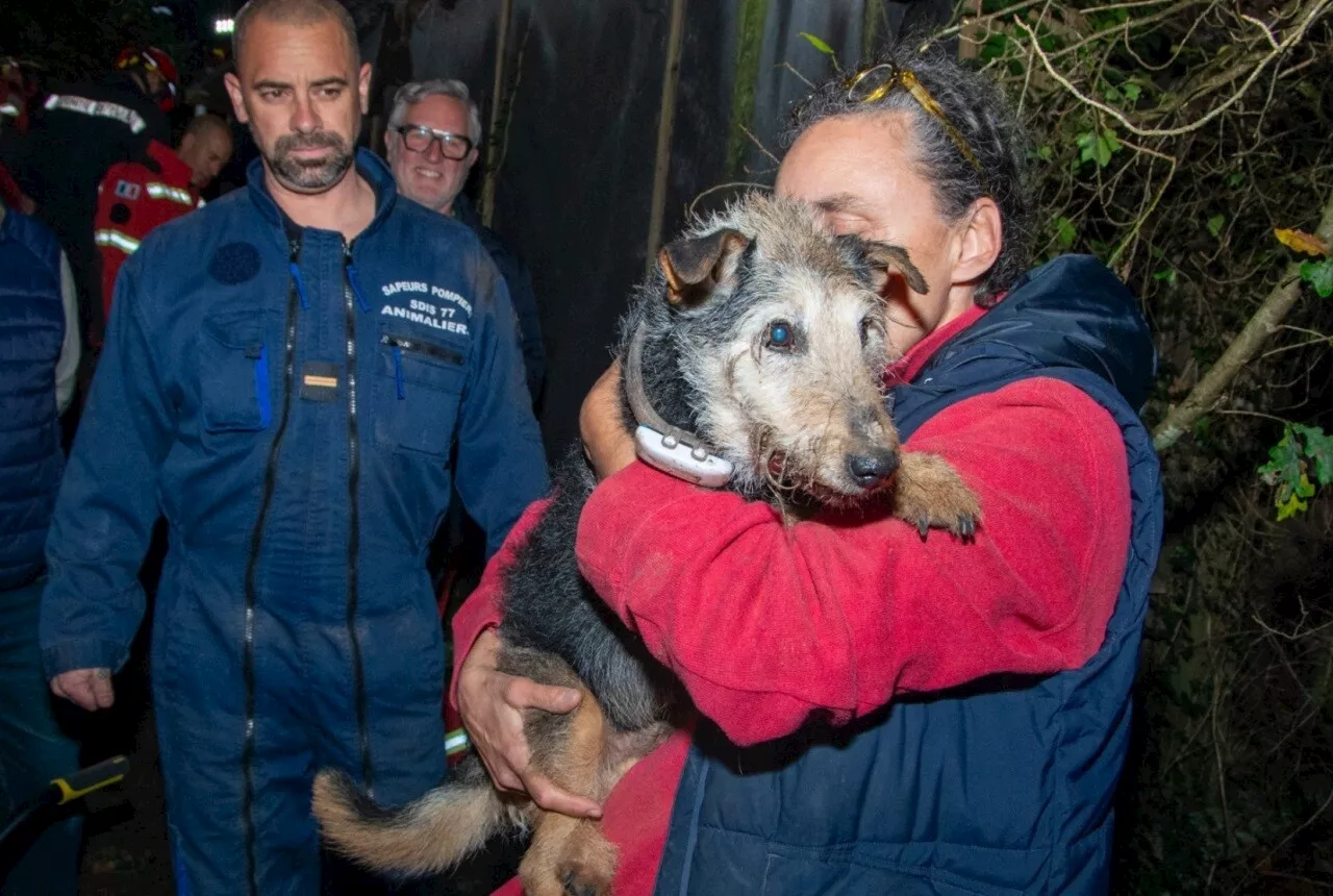 Forêt de Fontainebleau : délicate opération de sauvetage des pompiers pour un chien coincé sous un rocher