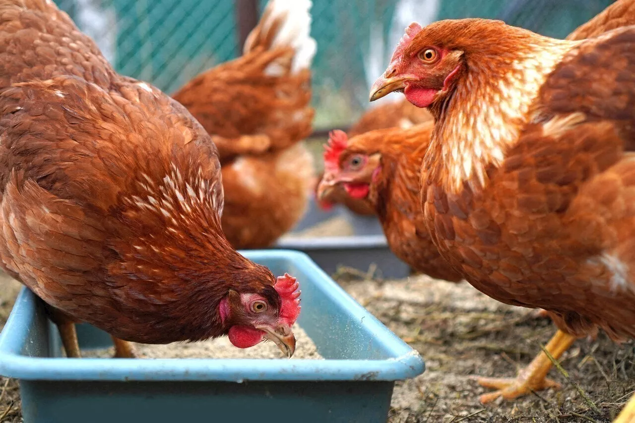 Vous pouvez sauver 500 poules de l'abattoir en les adoptant, voici où et quand