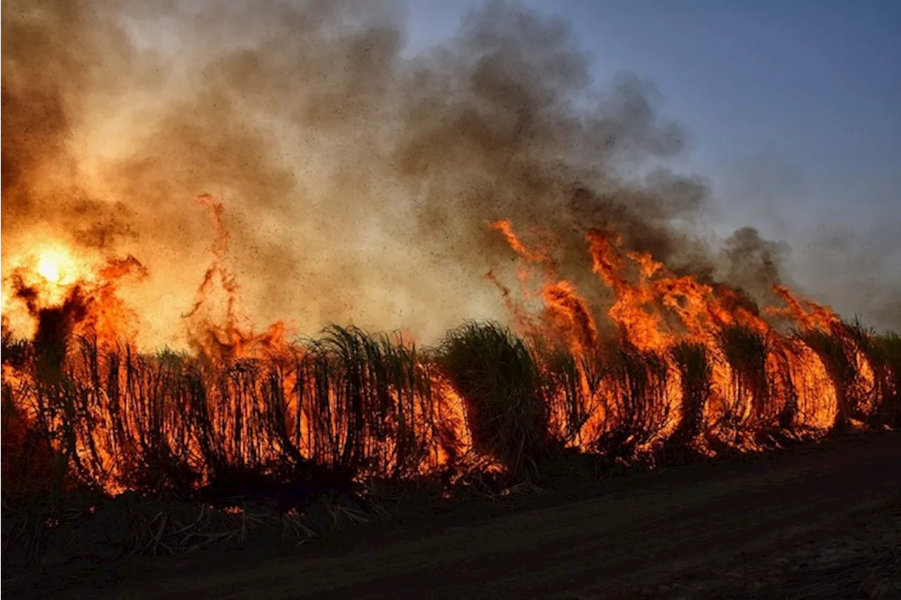 Col cambiamento climatico più morti per il fumo degli incendi