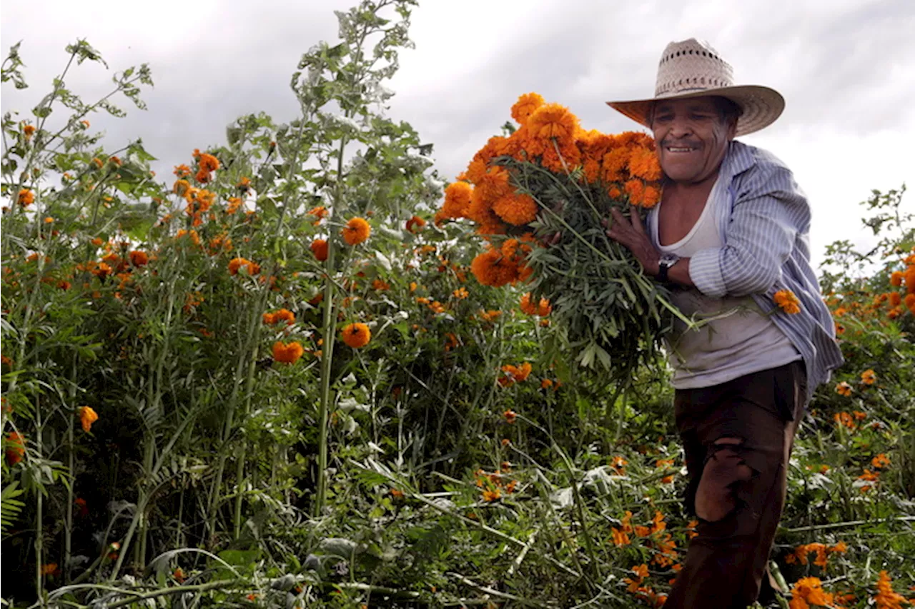 Messico, contadino raccoglie fiori per il Dia de los muertos