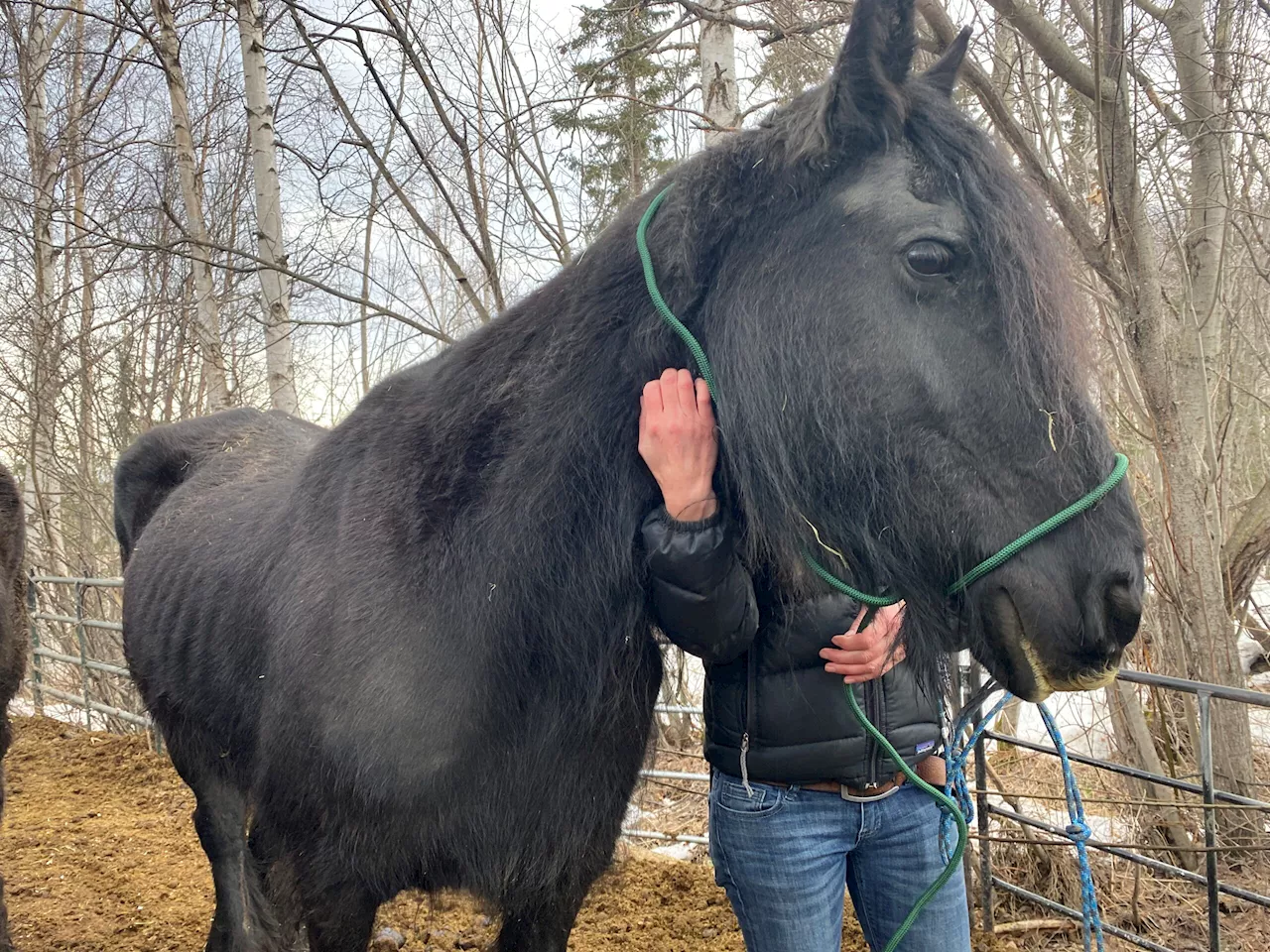 Anchorage sues woman charged with neglecting horses, to recoup cost of their care