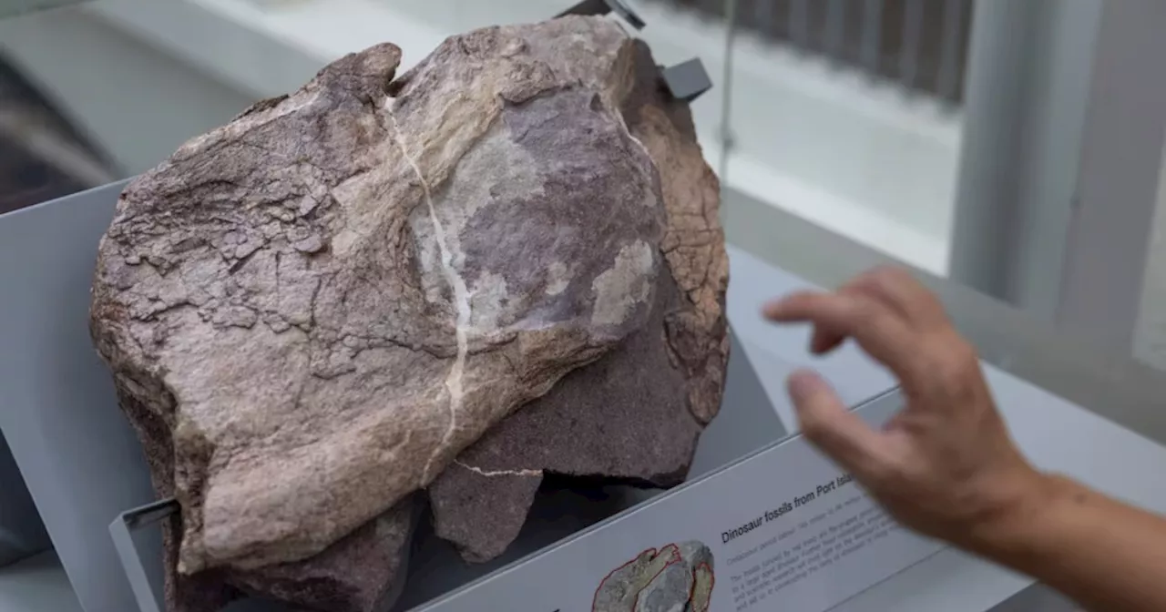 Hong Kong's first dinosaur fossils, likely from large dinosaur, go on display