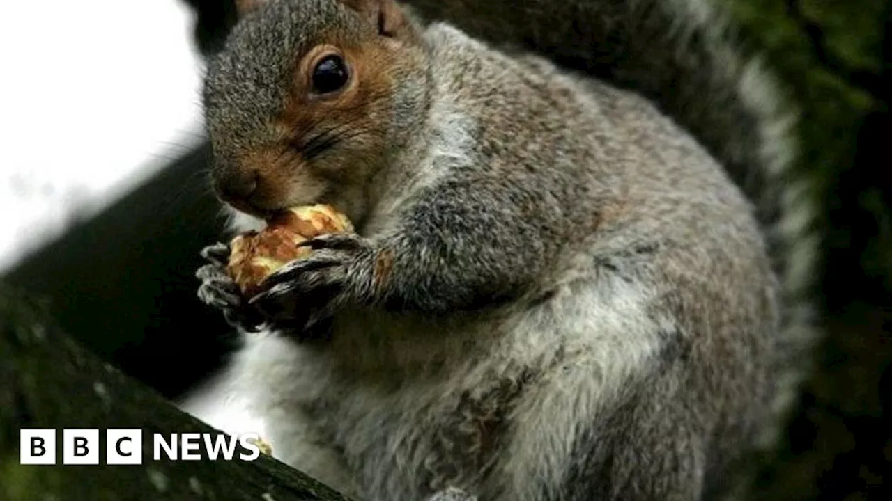 Northumberland and Cumbria red squirrel groups say greys freed by public