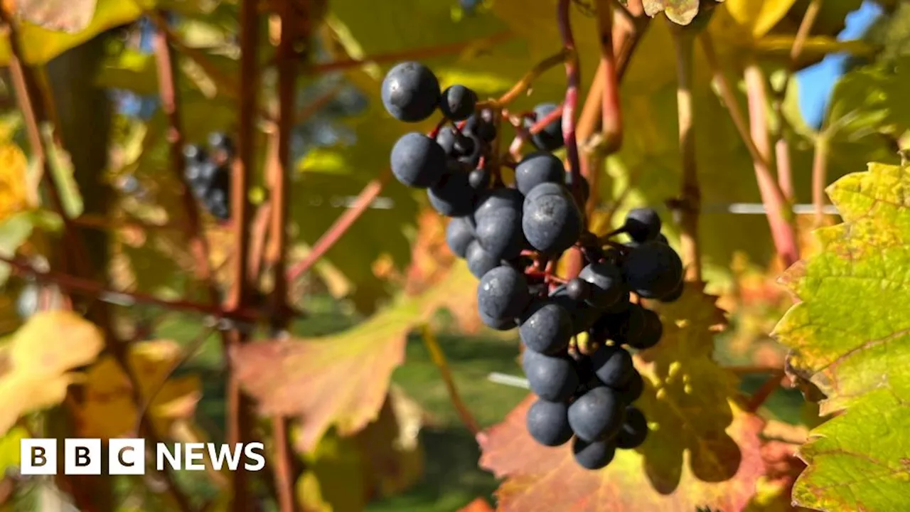 Suffolk vineyard 'adapting' to changing weather conditions