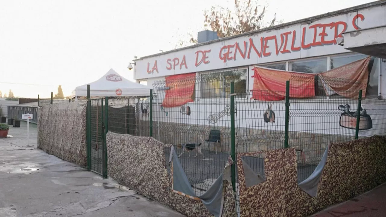 'Ça sera moins stressant': la SPA de Gennevilliers quitte son refuge historique, des animaux transférés à...