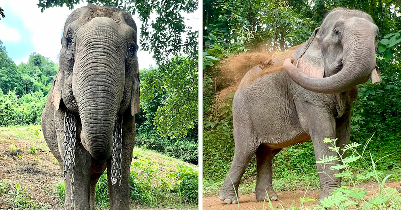 After 41 Years In Chains, Mare Noi Finally Roams Freely In A Sanctuary For Rescued Elephants