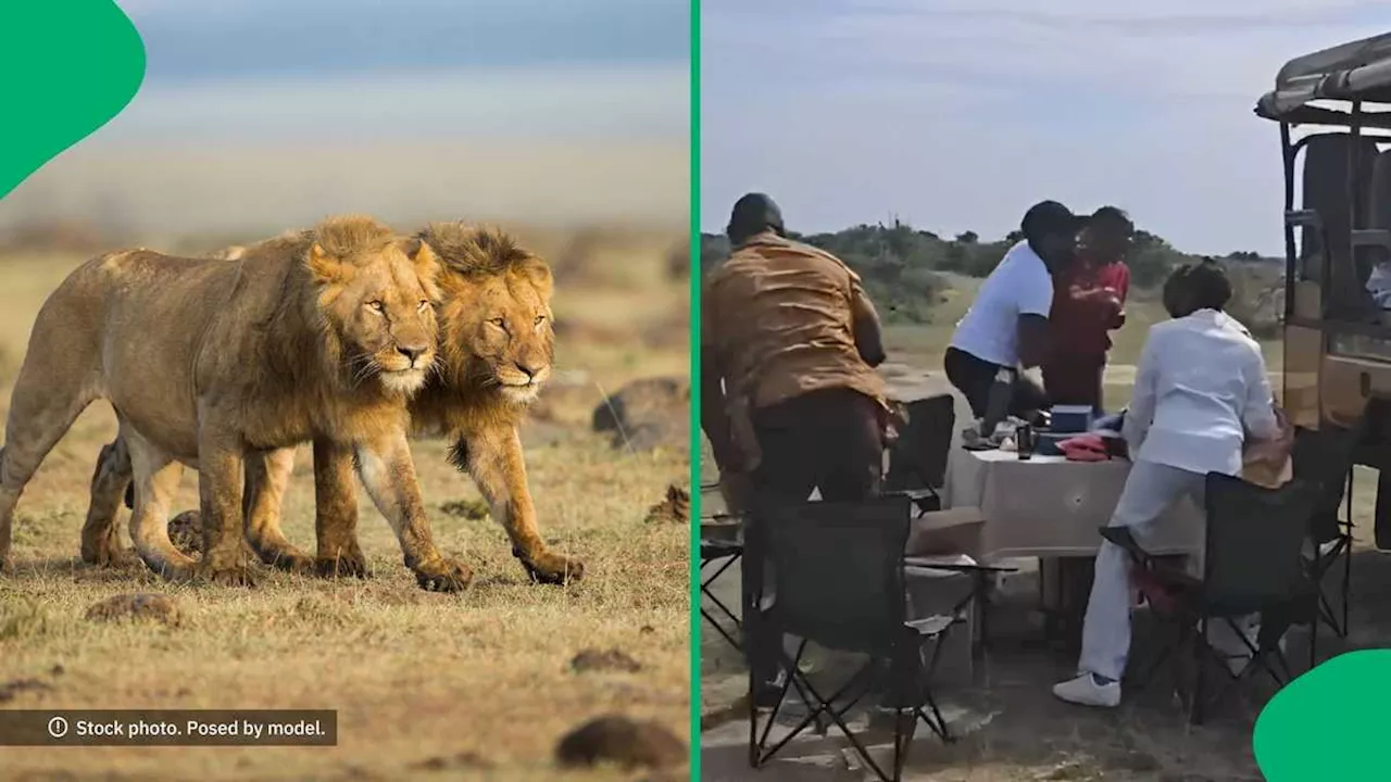 Lol: Tourists Flee As Lion Crashes Safari Picnic, Moment Causes Laughter