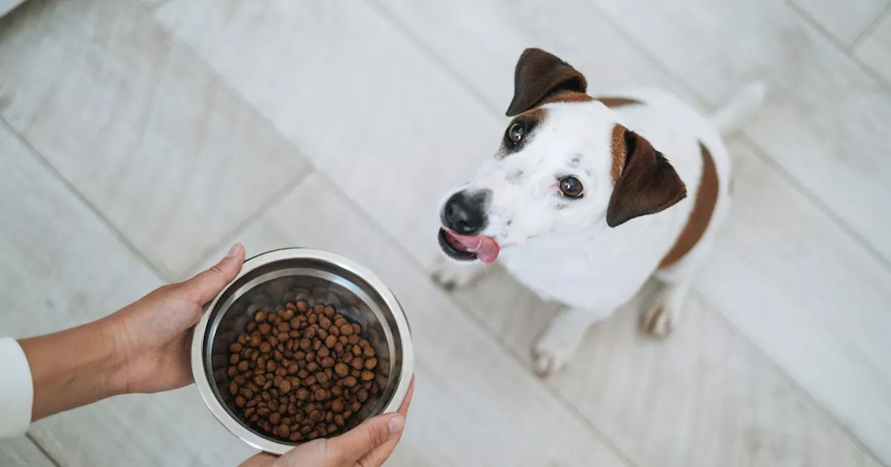 Trockenfutter für Hunde bei ÖKO-TEST: 6 sind 'sehr gut'