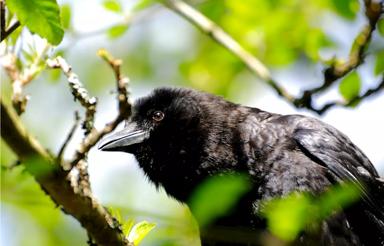 Why do nearly all of Vancouver's crows fly to Burnaby at night?