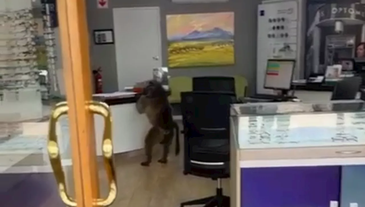 Watch: Baboon spotted shopping at Cape Town's Constantia Village