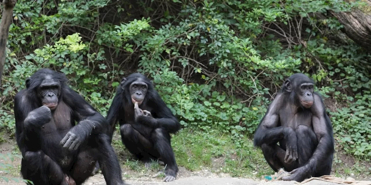 Cincinnati Zoo employee suffers ‘partial’ thumb amputation from primate