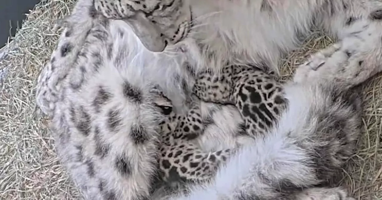 Toronto Zoo’s snow leopard cubs ready to meet the public this weekend