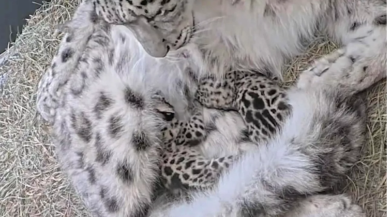 Toronto Zoo’s snow leopard cubs ready to meet the public this weekend