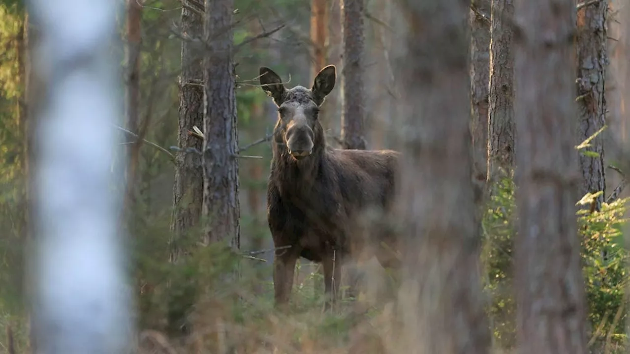 Svar: Ohållbart med en så extremt stor älgstam