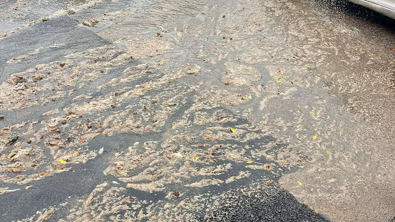 Shocking moment rivers of human waste flow through newbuild estate and rats run riot