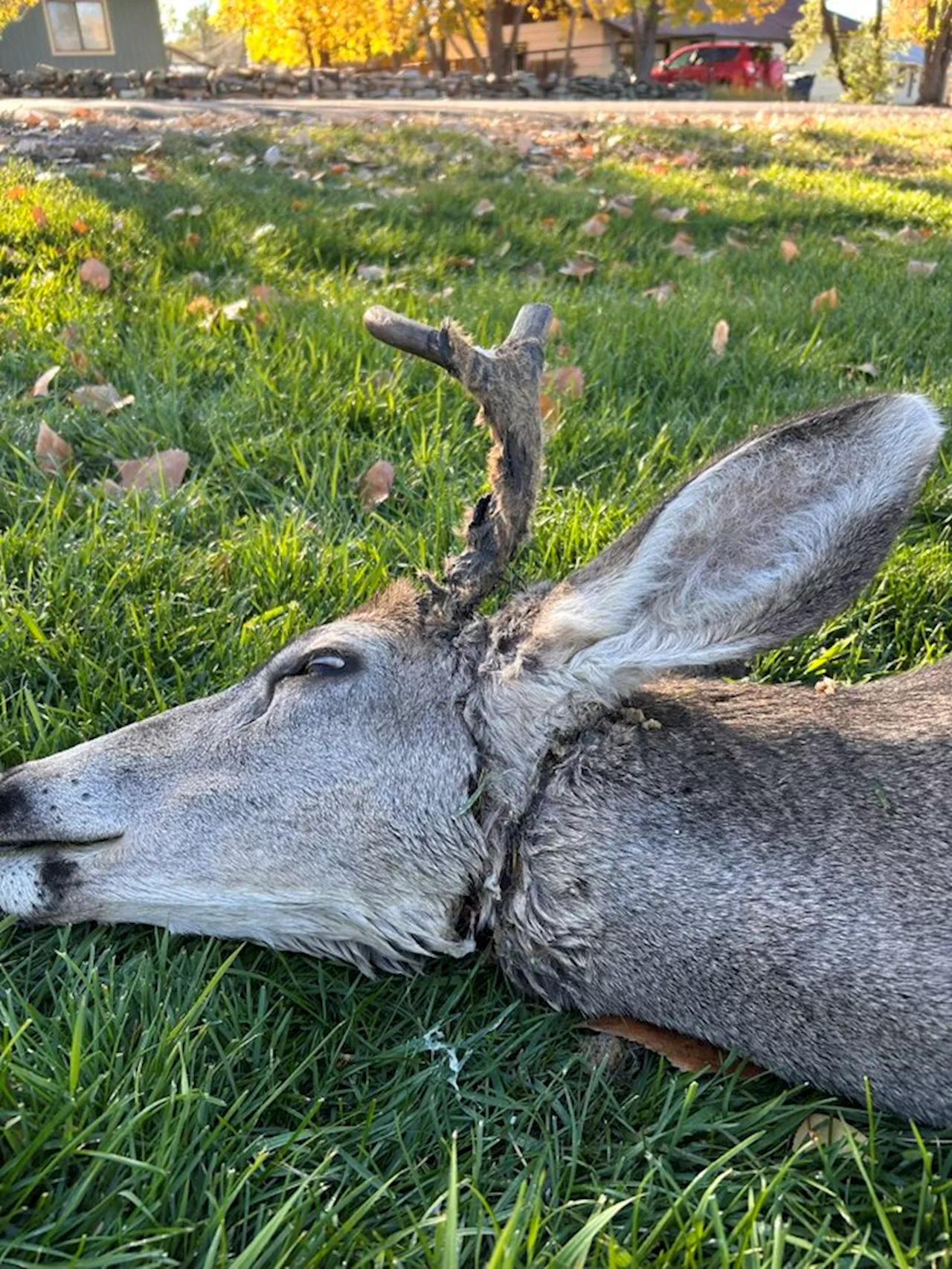 Colorado Parks and Wildlife officer frees deer tangled in nylon rope near Bayfield