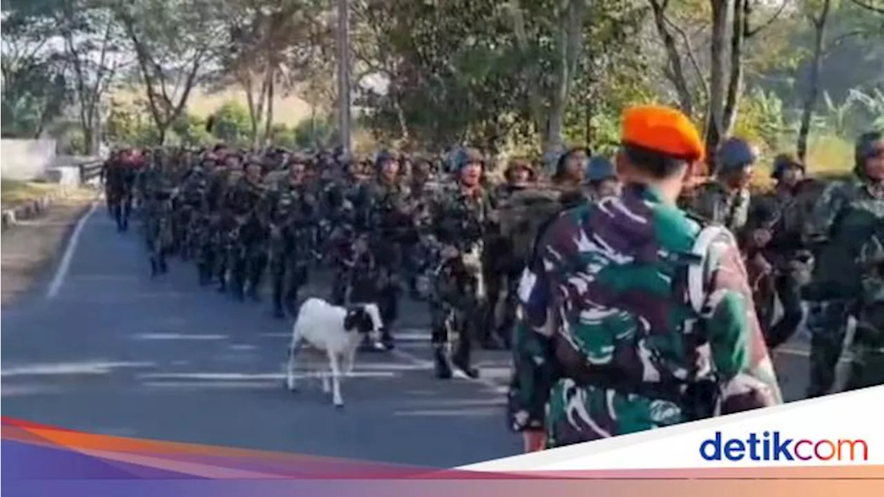 Viral Kambing Nimbrung Latihan Tentara di Bandung