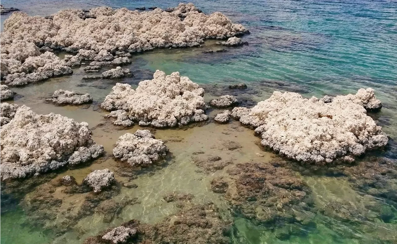 Buscan ley para proteger estromatolitos ante turismo creciente por Tren Maya