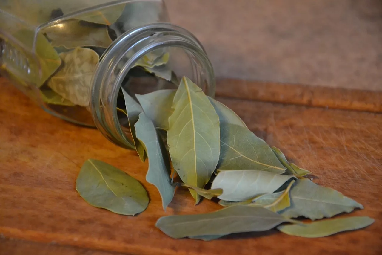 La planta que aleja a las cucarachas del hogar de forma natural; conoce los detalles