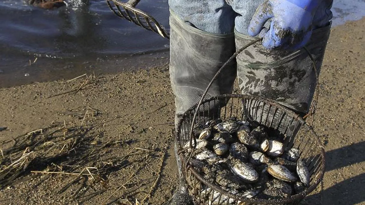 WA wildlife authorities greenlight coastal razor clam digs at four beaches