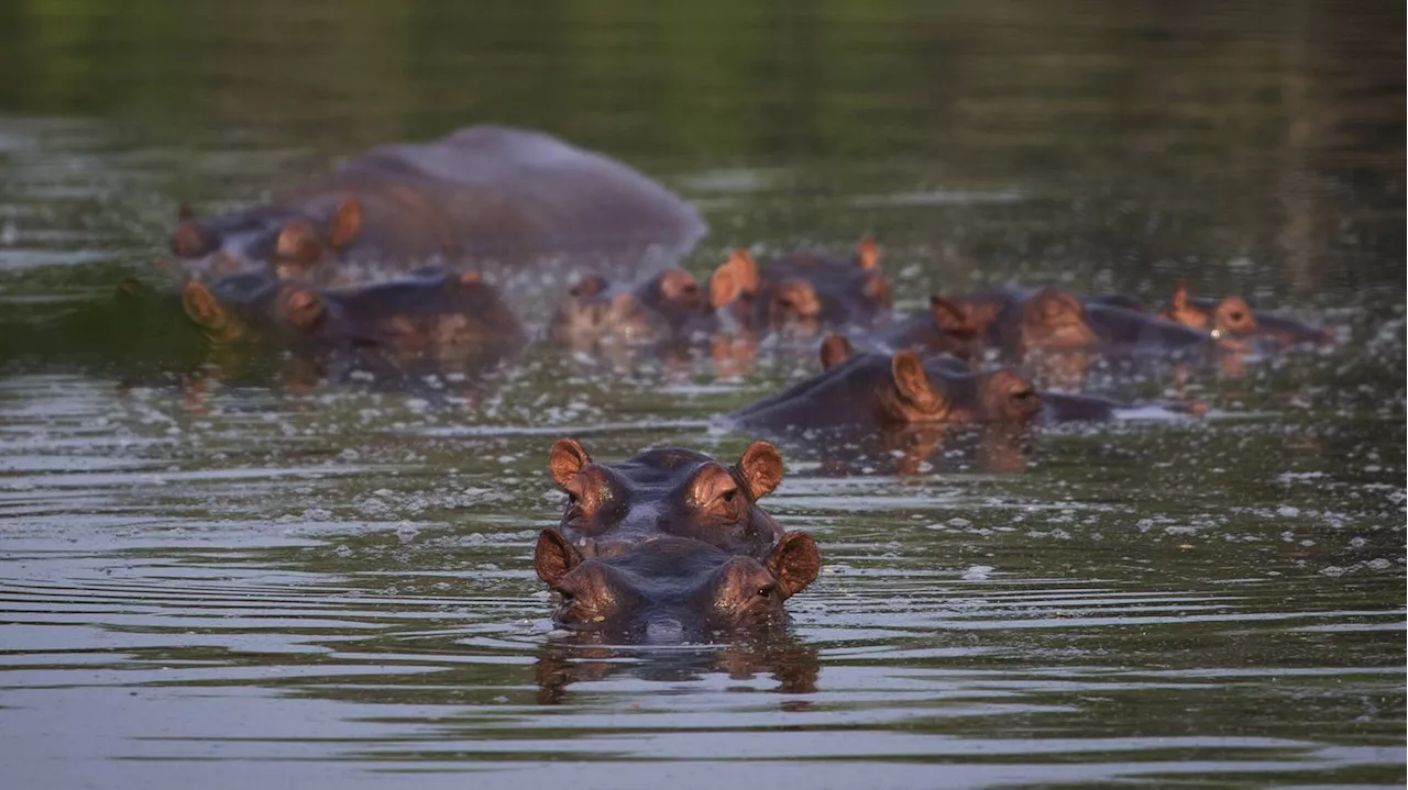 COP16 sur la biodiversité en Colombie : comment les hippopotames de Pablo Escobar perturbent les écosystèmes l