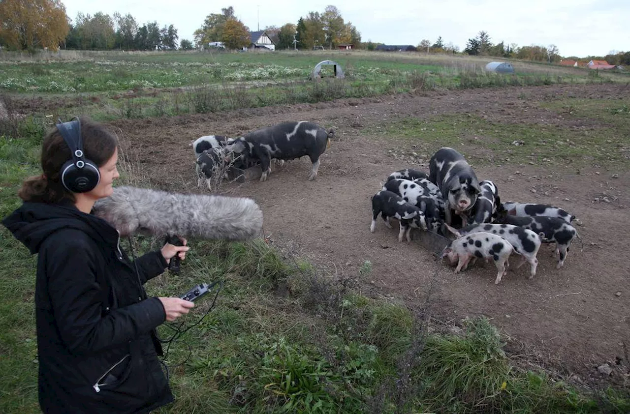 AI decodes oinks and grunts to keep pigs happy