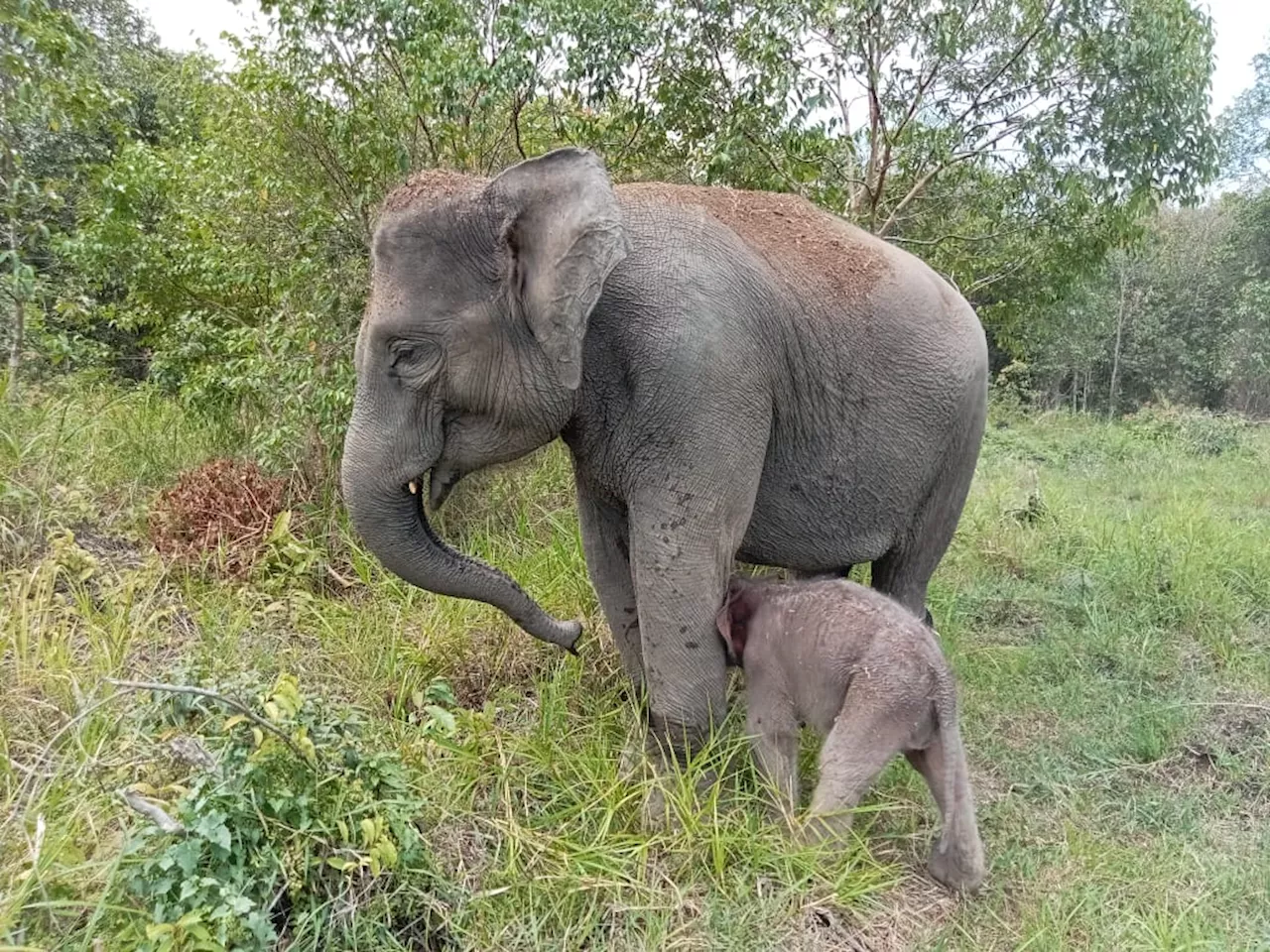 Gajah Mau Menggugat Kebun Binatang