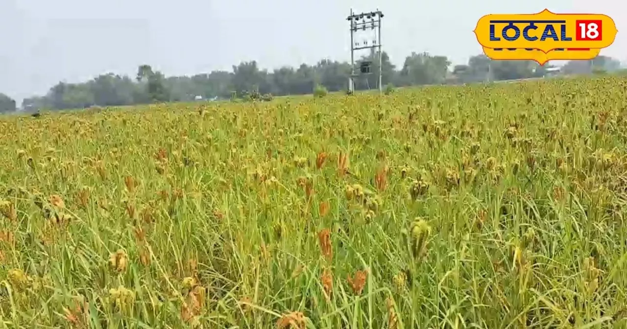 Marua cultivation: बिहार में पारंपरिक फसल फिर हो रहा लोकप्रिय, मरुआ की रोटी कई बीमारियों में है लाभदायक