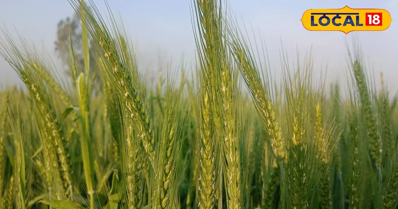 Wheat Farming: गेहूं की बुवाई से पहले किसान न करें ये गलतियां, फिर कम लागत में होगा बंपर उत्पादन