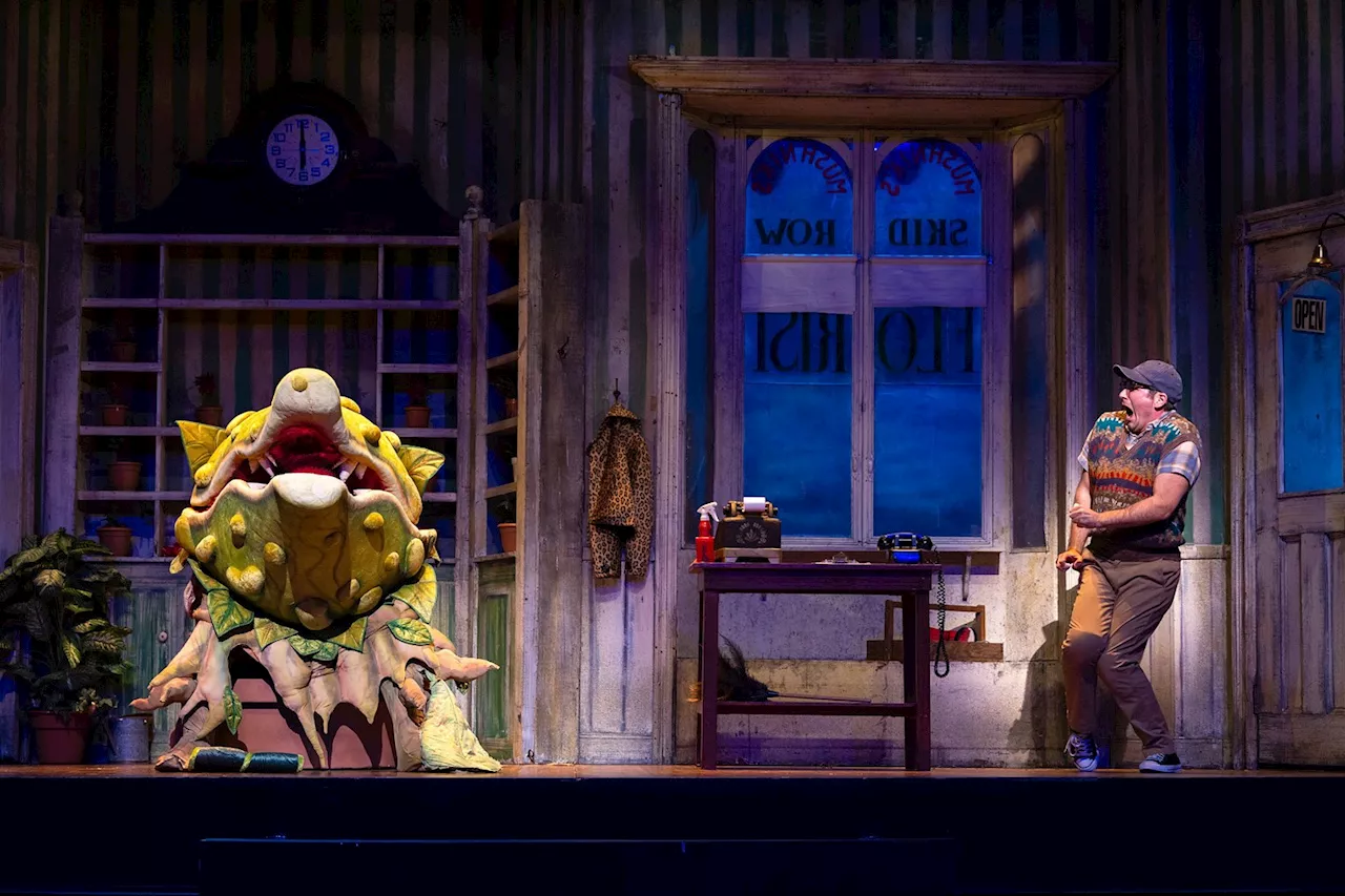 Theatre Under the Stars Delivers a Killer Little Shop of Horrors