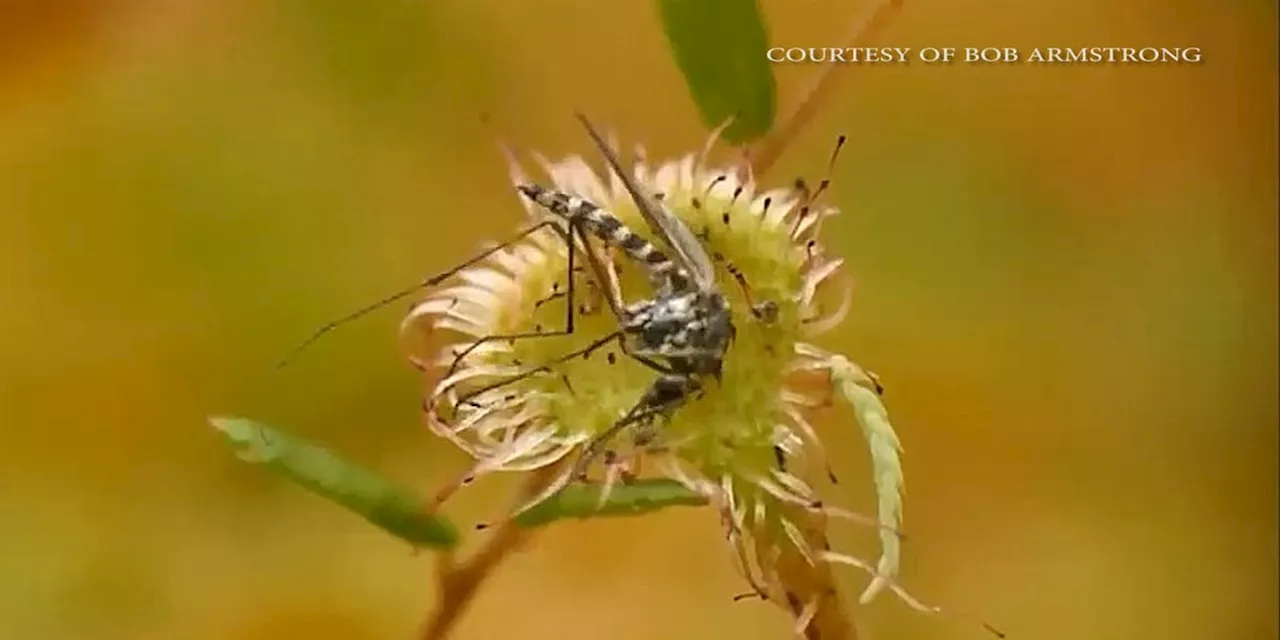 Carnivorous plants are on the hunt in Alaska