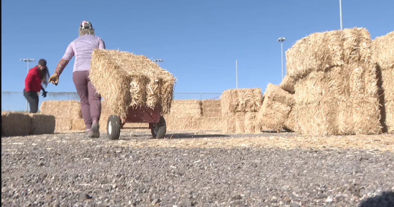 Sahuarita prepares for a Spooktacular event with community-built straw maze 