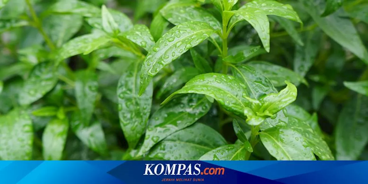 5 Penyakit yang Bisa Diredakan dengan Daun Sambiloto, Apa Saja?