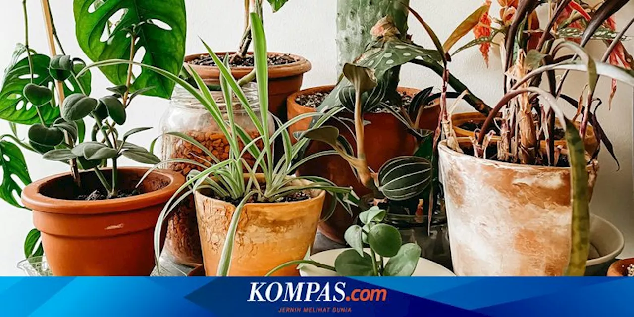 5 Tanaman Hias yang Tidak Perlu Sering Dipupuk