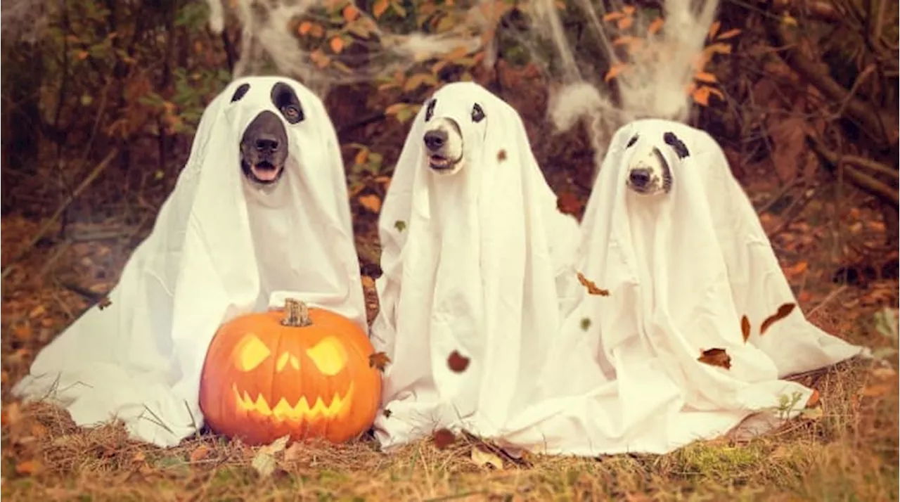 Tips to ensure a stress-free Halloween for your pets