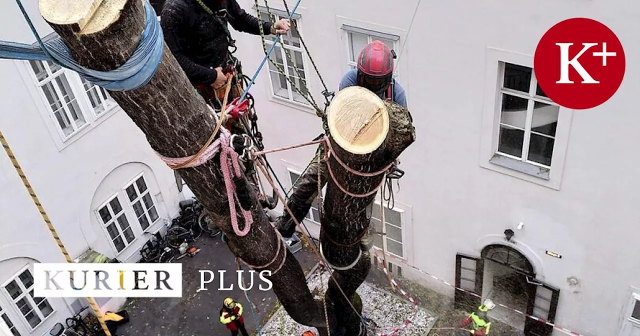 Achtung, Baum fällt: Baumkletterer bei der Arbeit