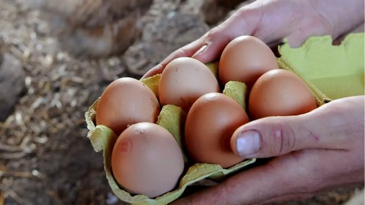 Des œufs retirés de la vente en France pour risque de contamination à la salmonelle