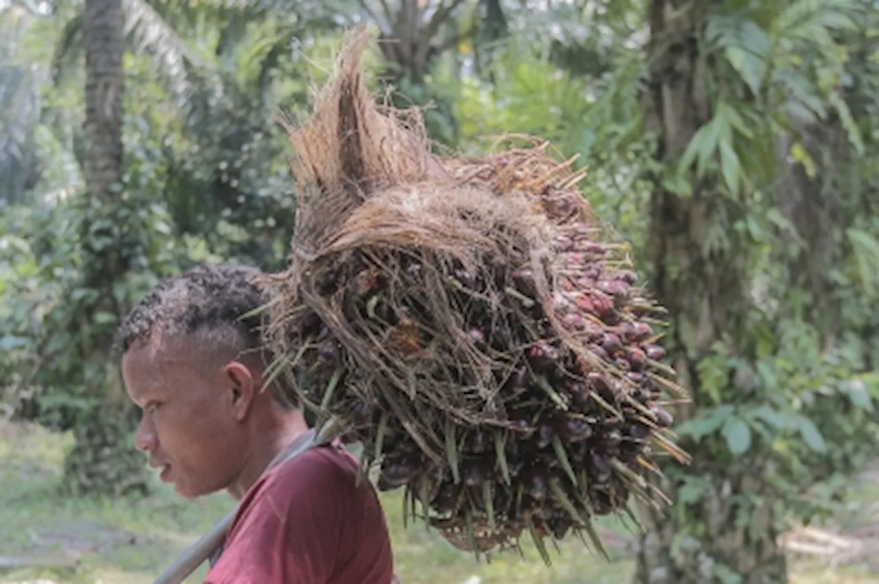 Malaysia’s palm oil surge: What’s driving prices to biggest highs since 2022?