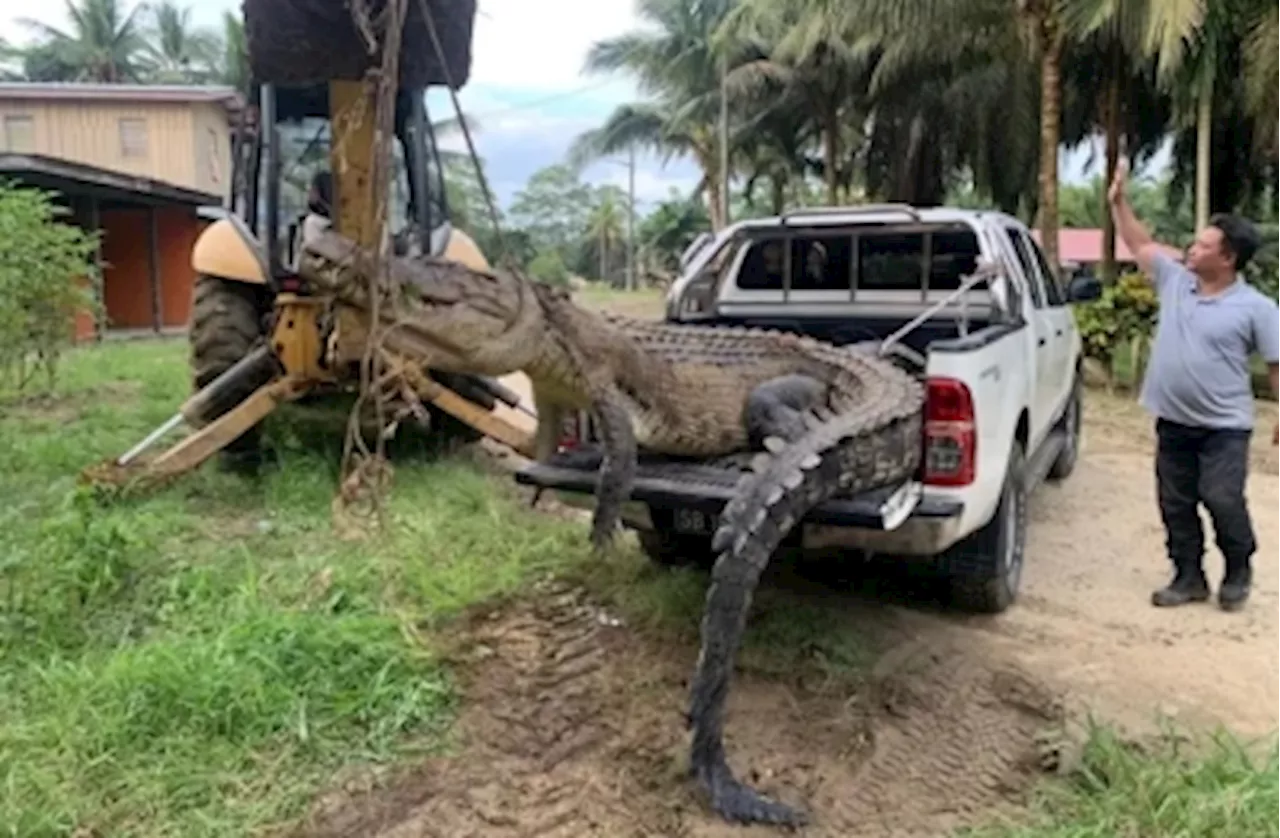 Too close for comfort: Three crocs killed in Lahad Datu over threat to humans