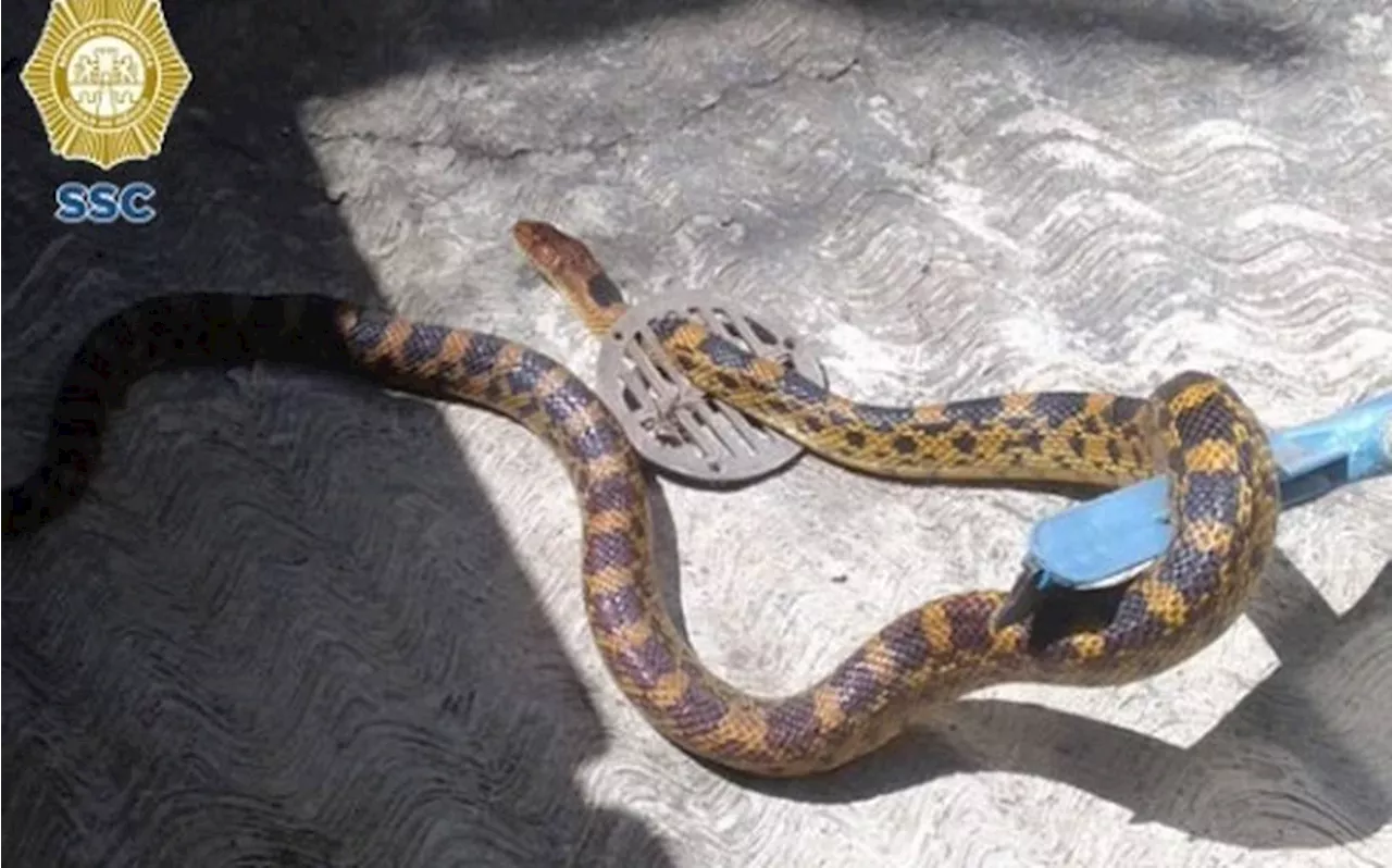 Hallan serpiente de cascabel de más de un metro de largo en el Bosque de Chapultepec